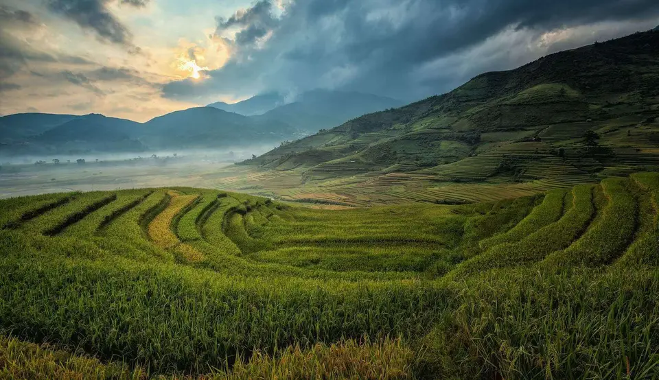 Picture of the rice paddies in Vietnam