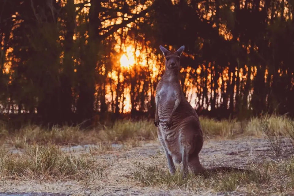 Landmarks in Australia - Kangaroo feature image