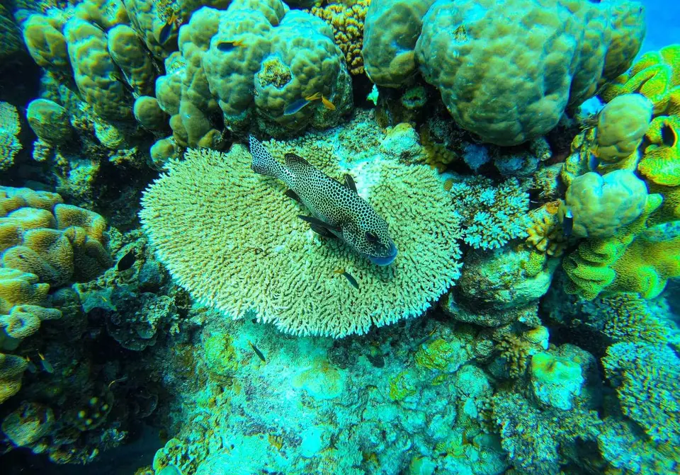 Cairns itinerary - Great Barrier Reef