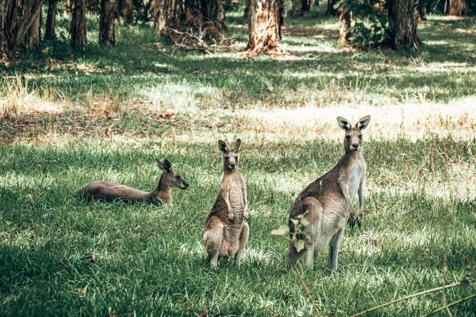 Noosa Everglades Tour - Kangaroos