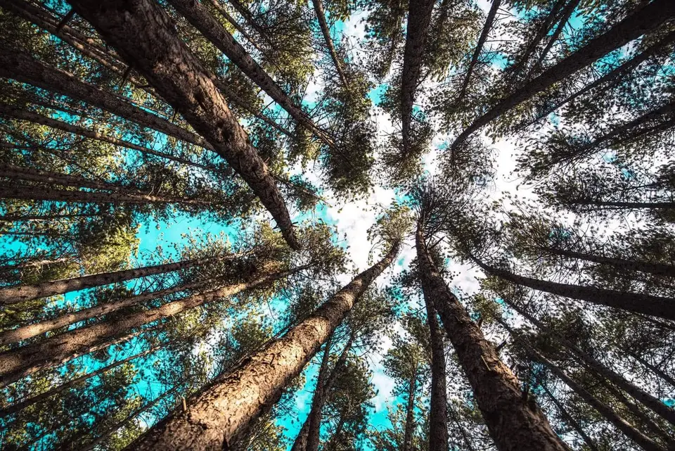 Forest Walk in Hanmer Springs