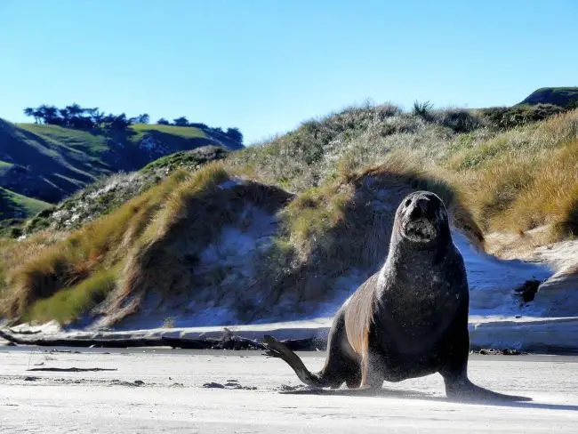 10 days New Zealand South Island itinerary - Dunedin Seals