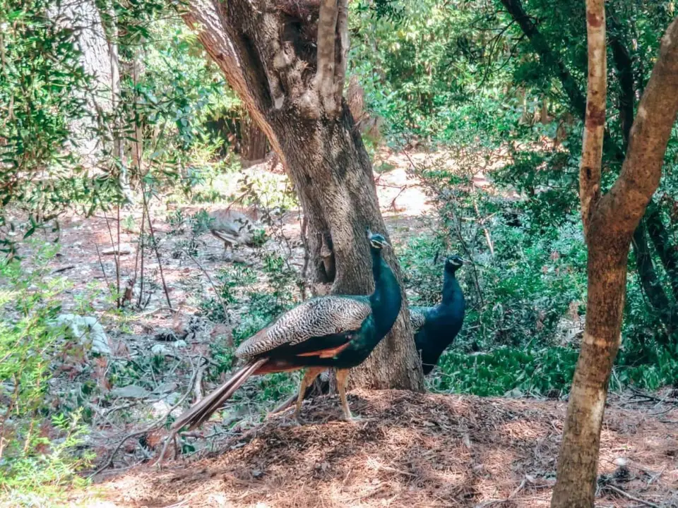 Croatian island hopping - Peacocks on Lokrum Island