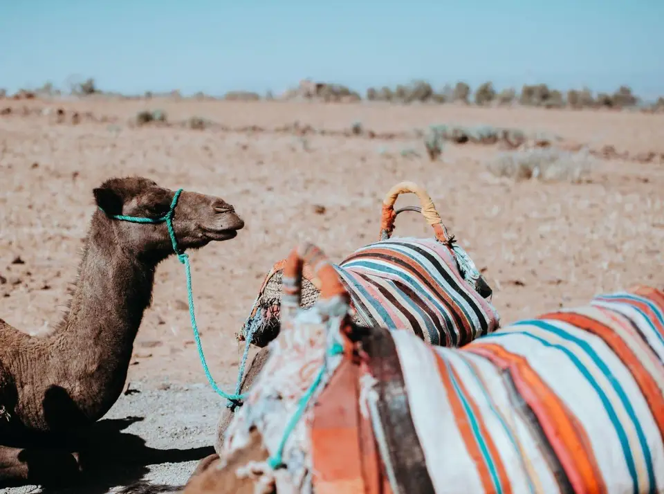 Camels resting in the desert outside Marrakech
