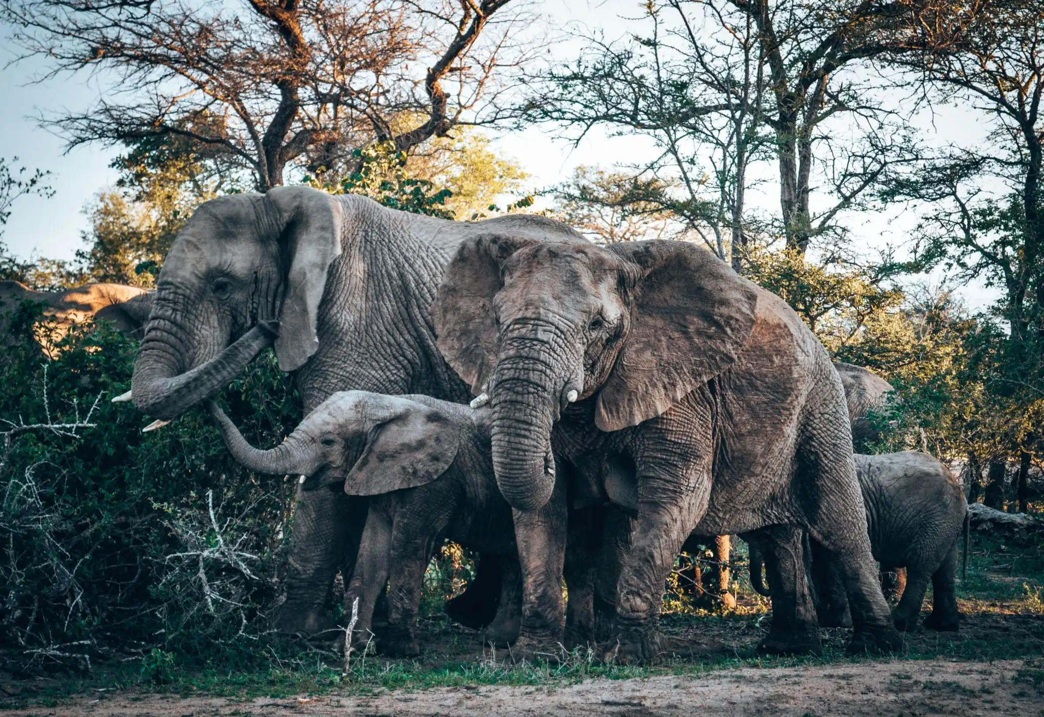 Nature hashtags - wildlife elephants