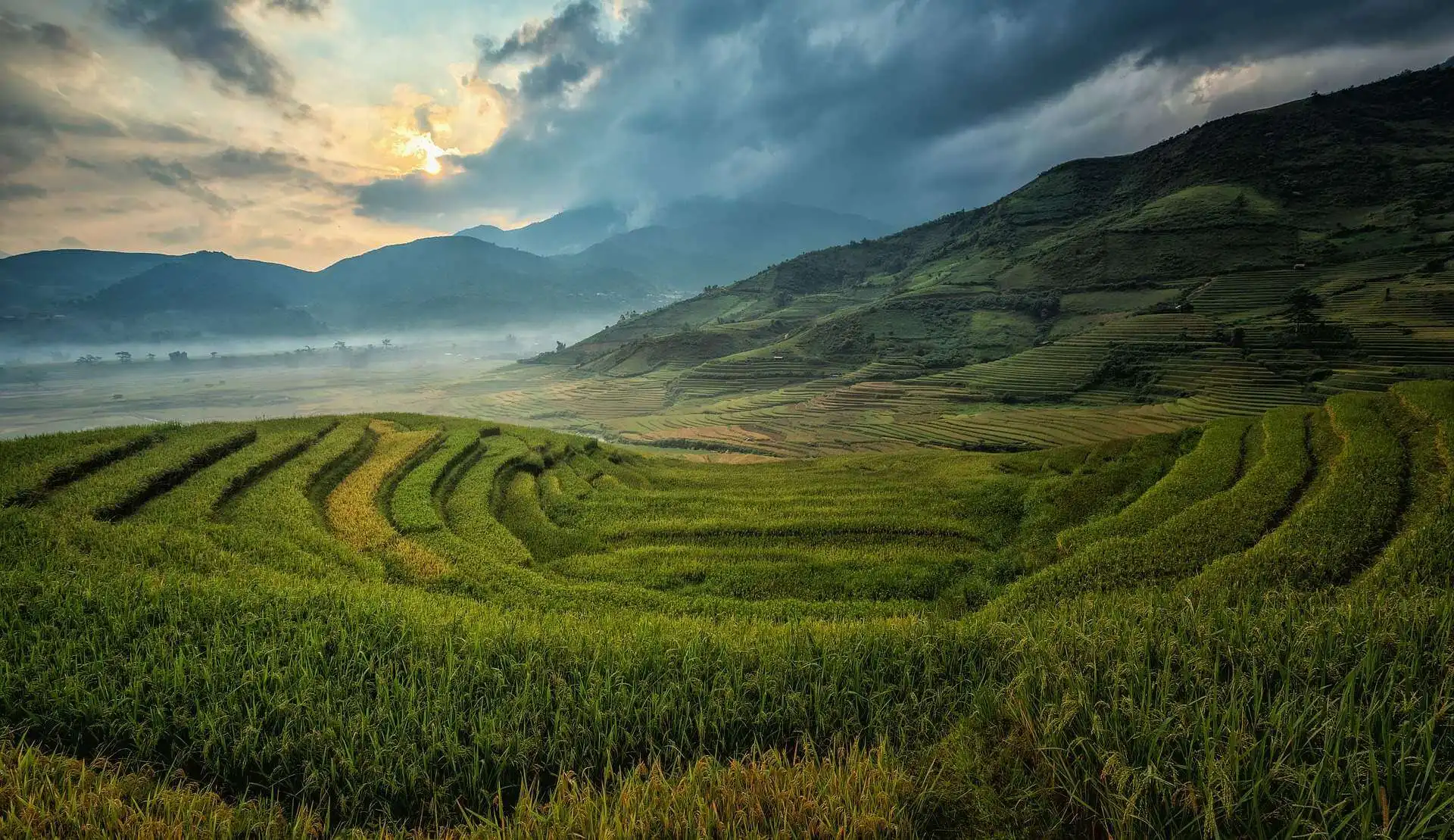 Picture of the rice paddies in Vietnam
