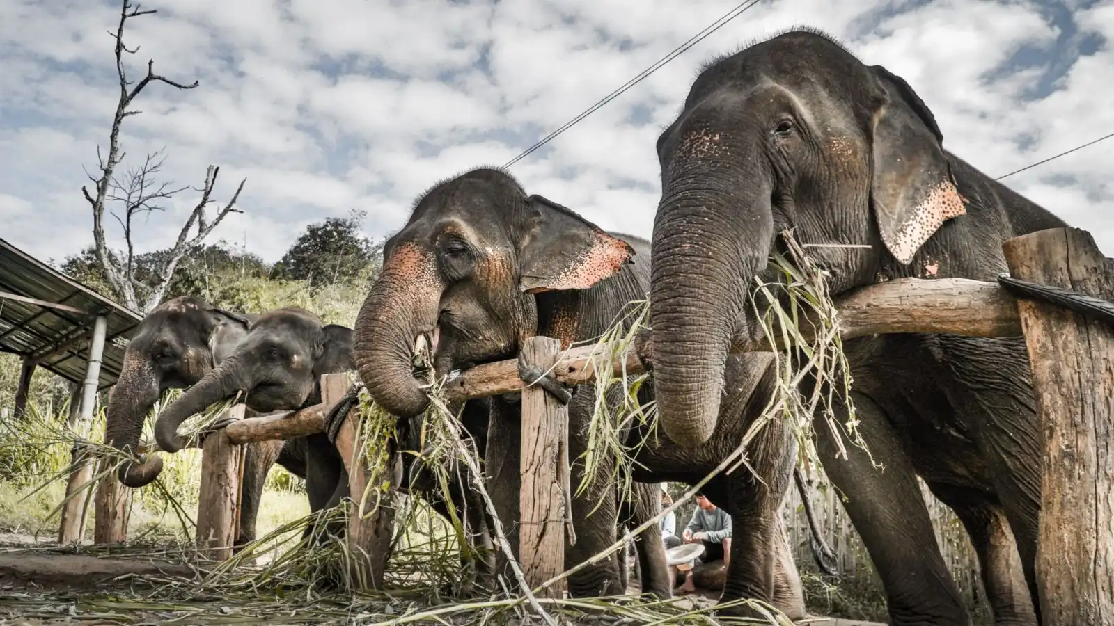 Elephants, Thailand