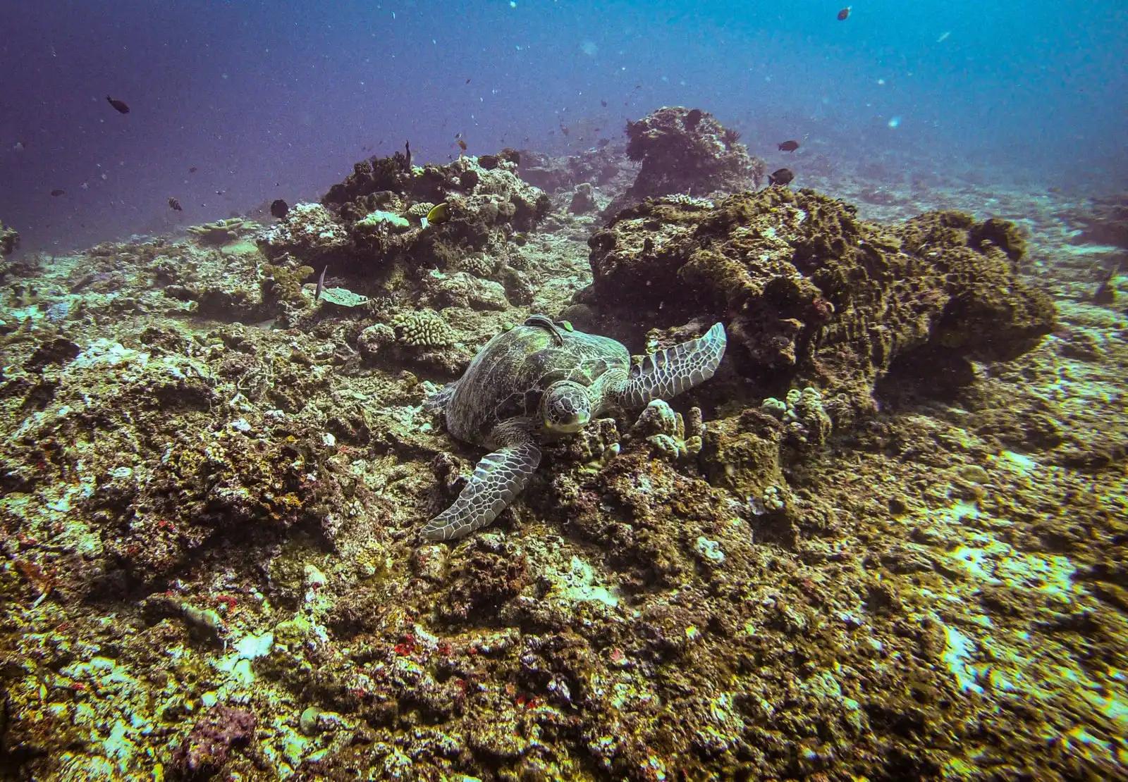 GoPro for travel - taking photos of turtles