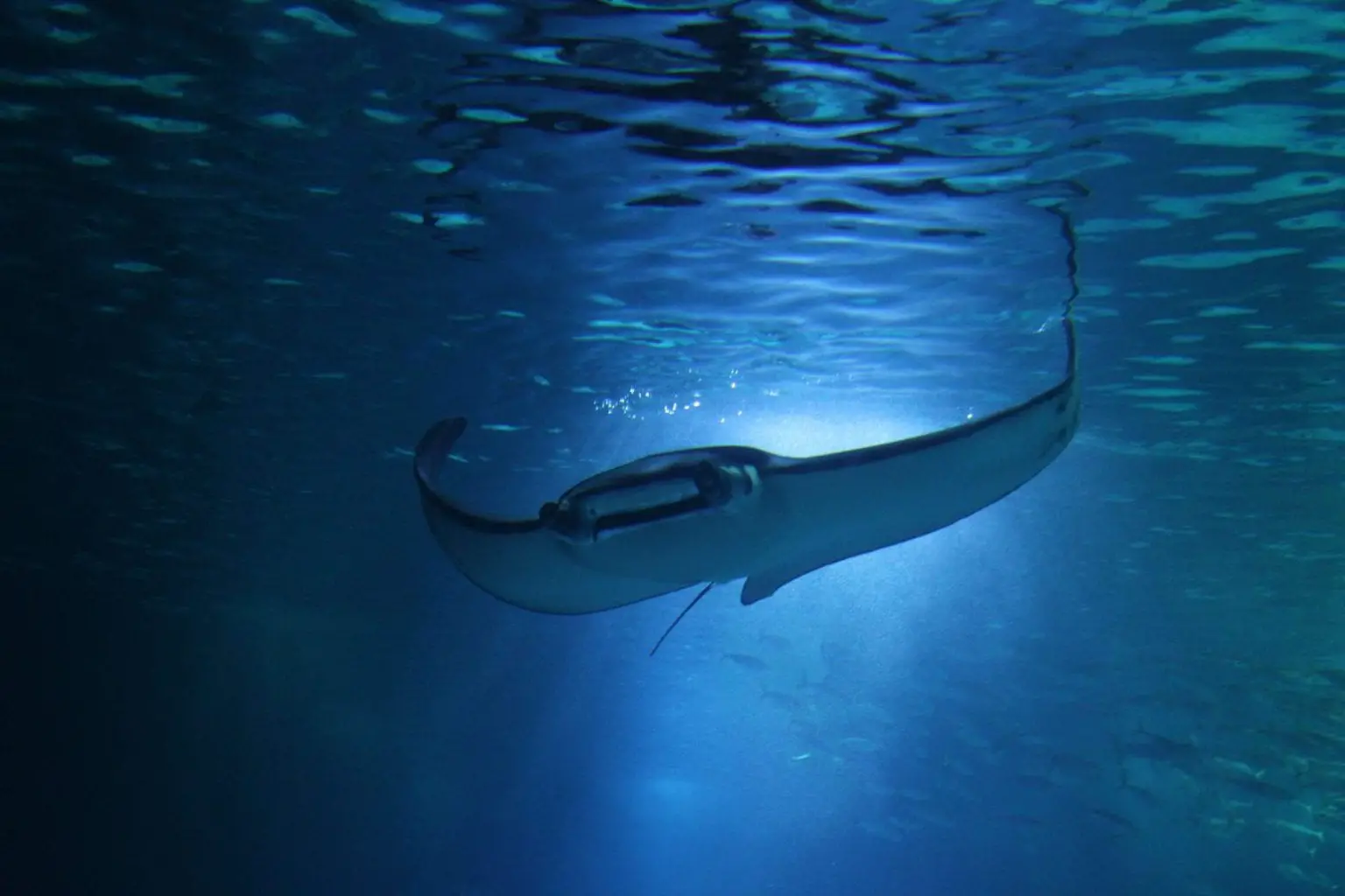 Snorkeling Nusa Penida - Manta Ray header