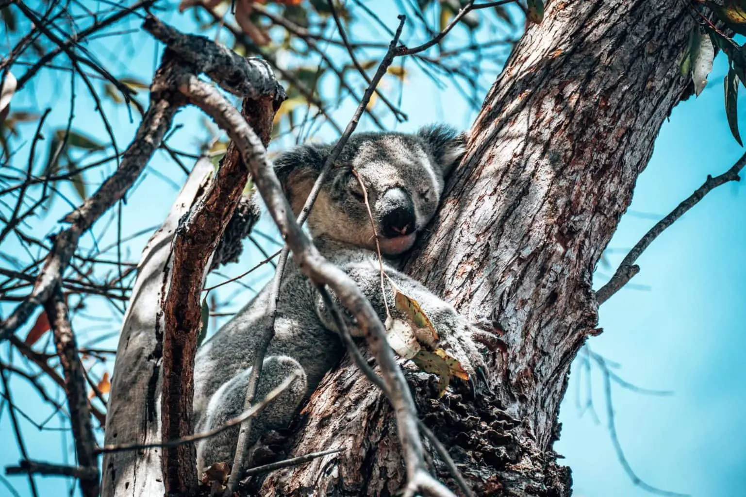 Koalas on the Fort Walk