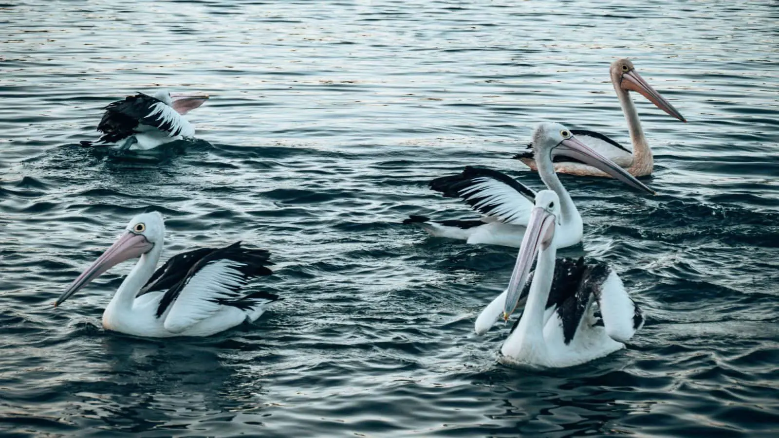 Noosa pelicans