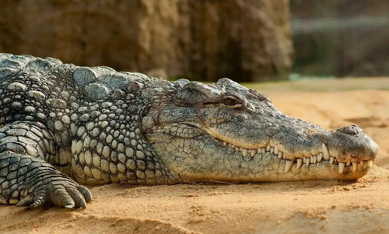Cairns itinerary - Saltwater Crocodile