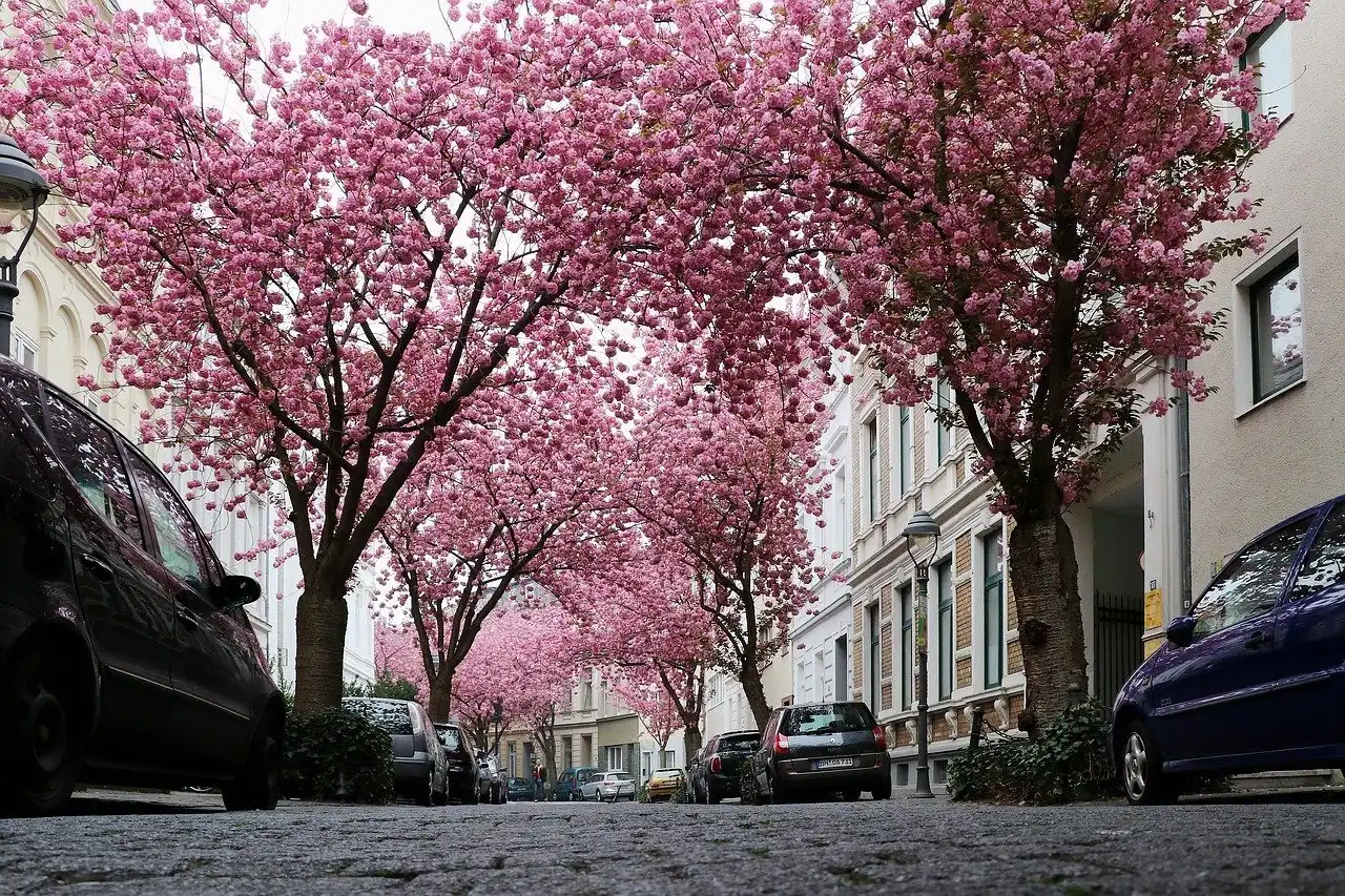 Cherry blossoms in Heerstrasse Bonn