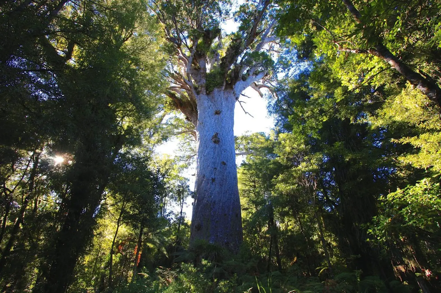 Waipoua Forest near Paihia, New Zealand