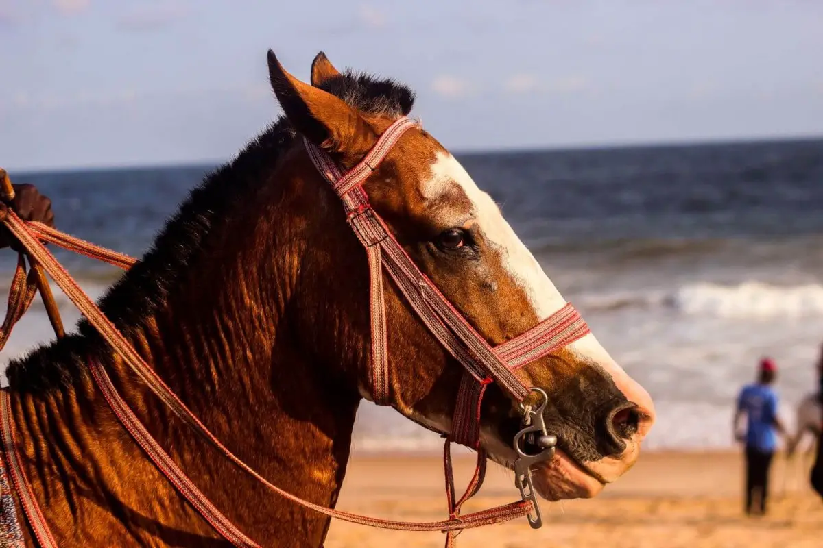 Go horse riding on Amelia Beach