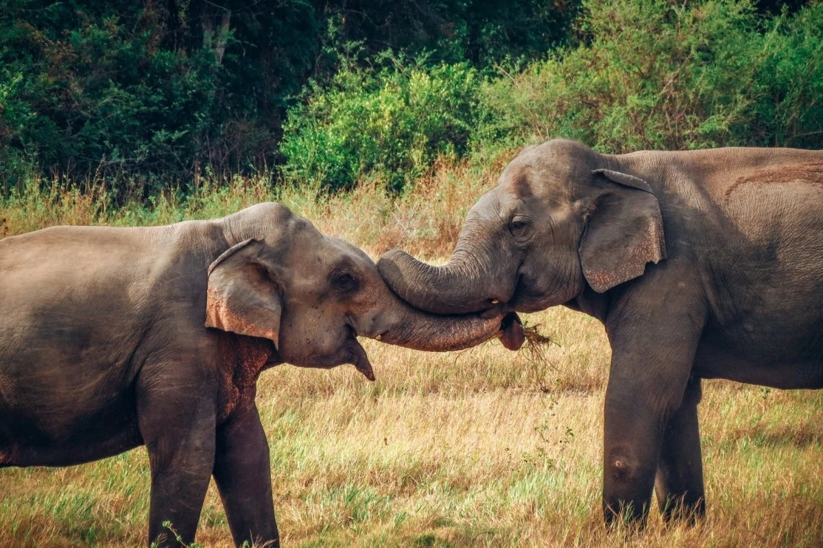 Sri Lanka itinerary - Elephants at Minneriya National Park