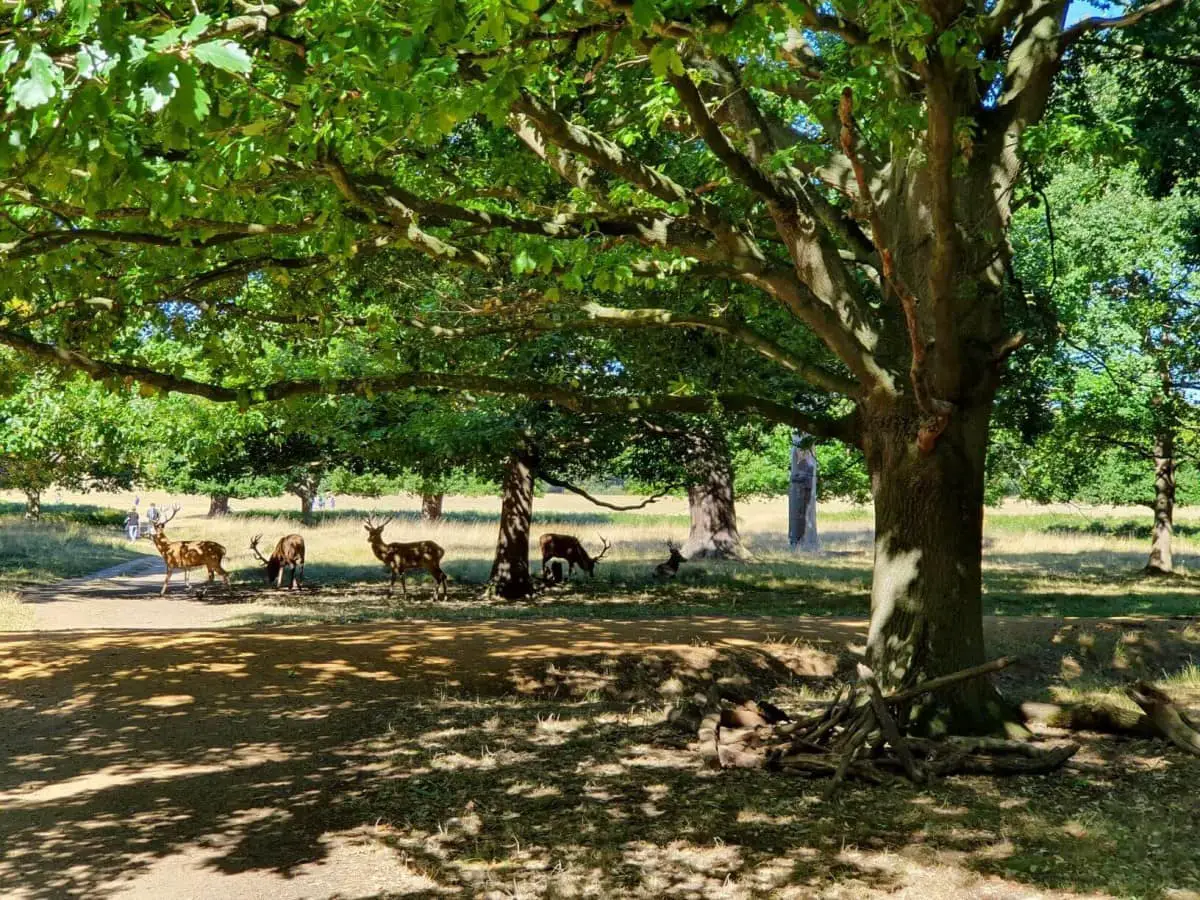 Hidden Gems in London - Deers in Richmond Park