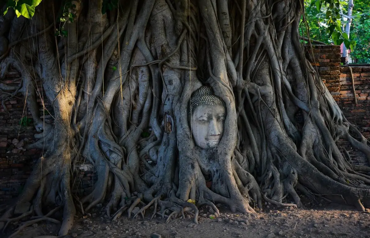 Thailand nature - Buddha statue being overgrown in Sukhothai